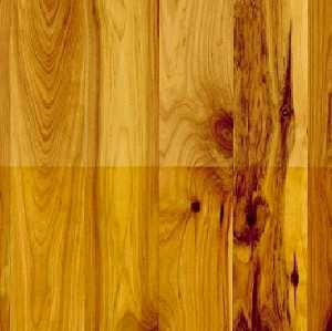Australian Cypress